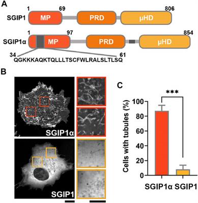 SGIP1α, but Not SGIP1, is an Ortholog of FCHo Proteins and Functions as an Endocytic Regulator